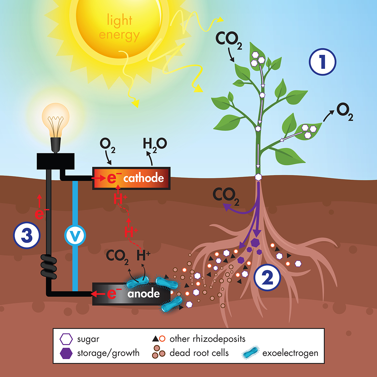 Plant microbial fuel cell.jpg